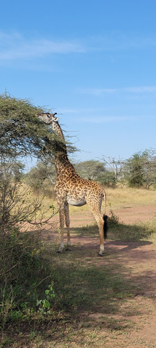 Parque Nacional Mkomazi