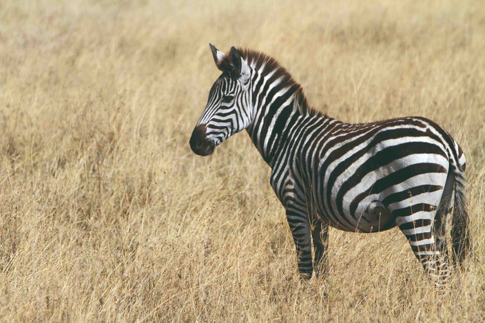 Journée complète d'observation de la faune dans le Serengeti