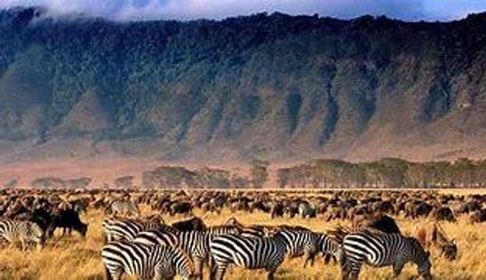 Safari dans le cratère Ngorongoro et transfert dans le Serengeti