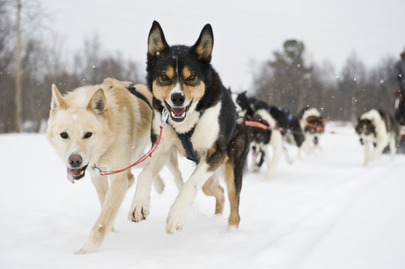 Dernier jour avec le musher