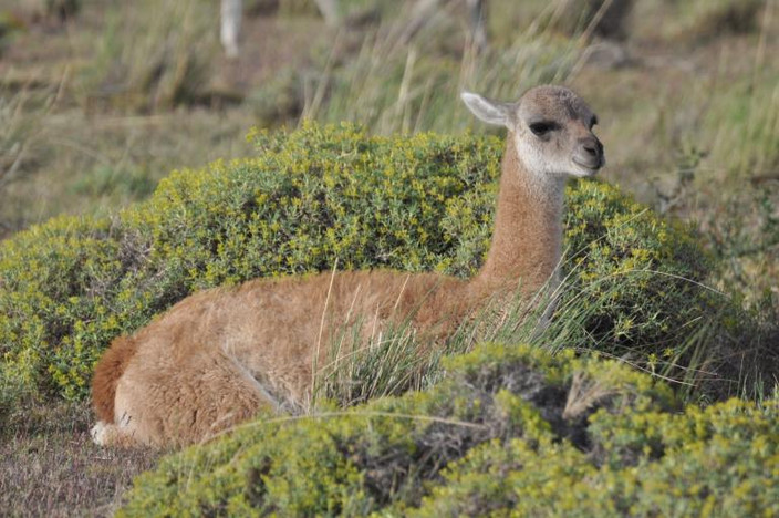 Parc National Torres Del Paine
