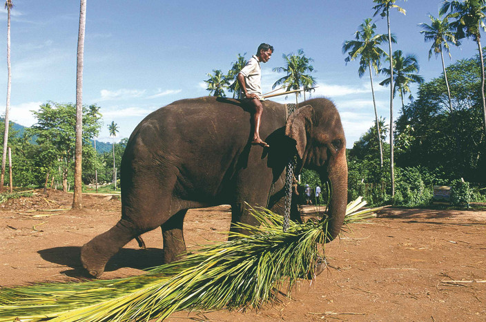 Kegalle, rencontre avec des éléphants