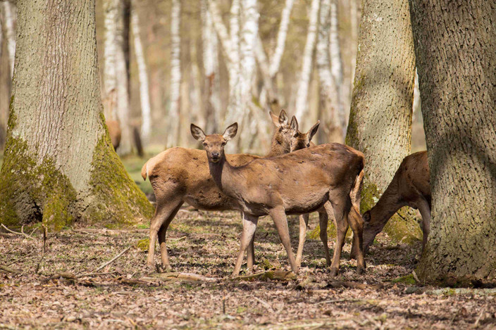 L'approche des animaux