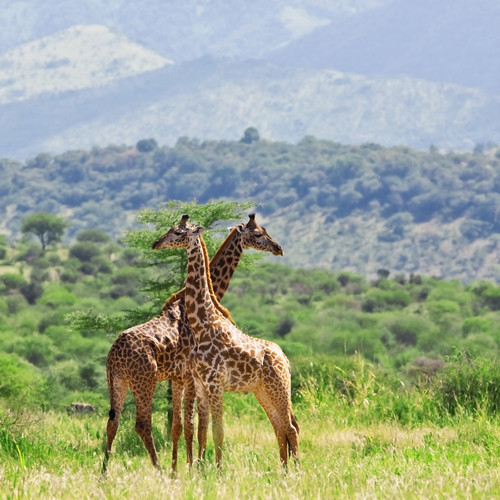 Safari à pied à Mto wa Mbu