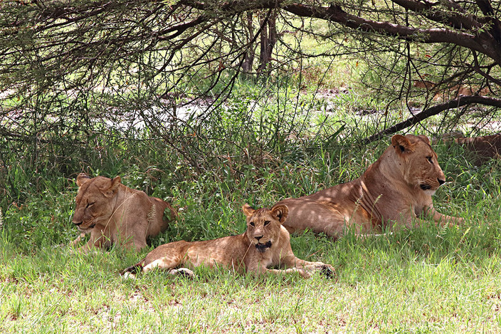Lions pride Tarangire