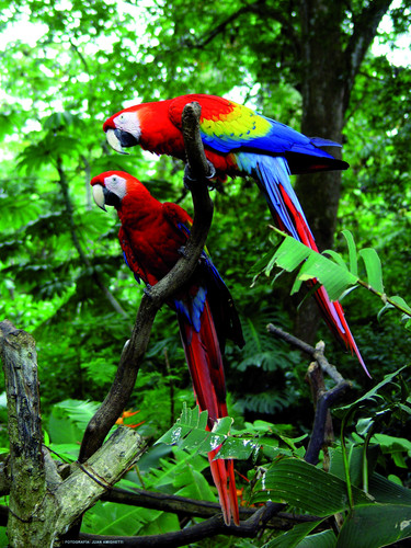 Parc National Carara et Refuge Baru