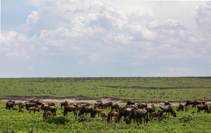 Jour 4 :  Serengeti - Ngorongoro