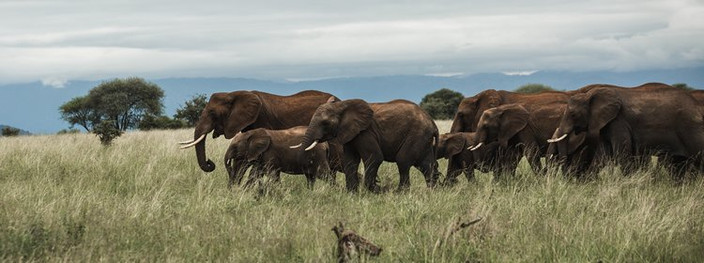 D'ARUSHA AU PARC NATIONAL DE TARANGIRE