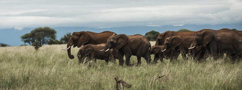 D'ARUSHA AU PARC NATIONAL DE TARANGIRE