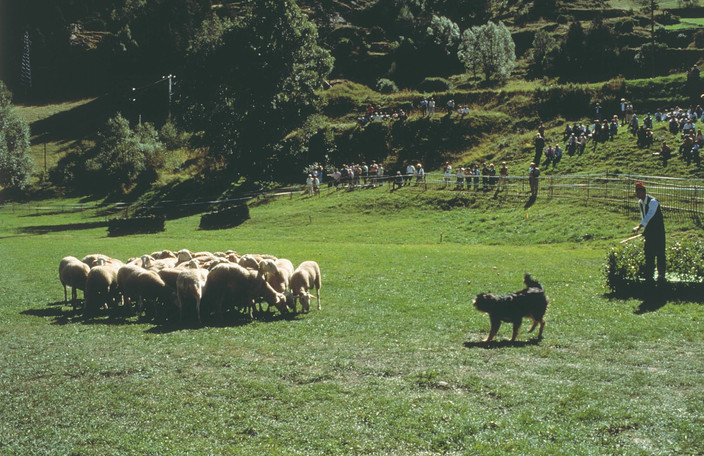 Et si on visitait un élevage de chien de berger ?
