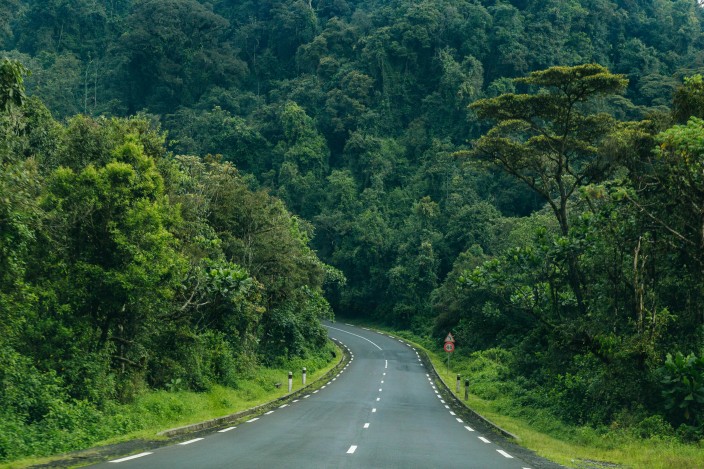Promenade sur la canopée de Nyungwe & transfert au lac Kivu
