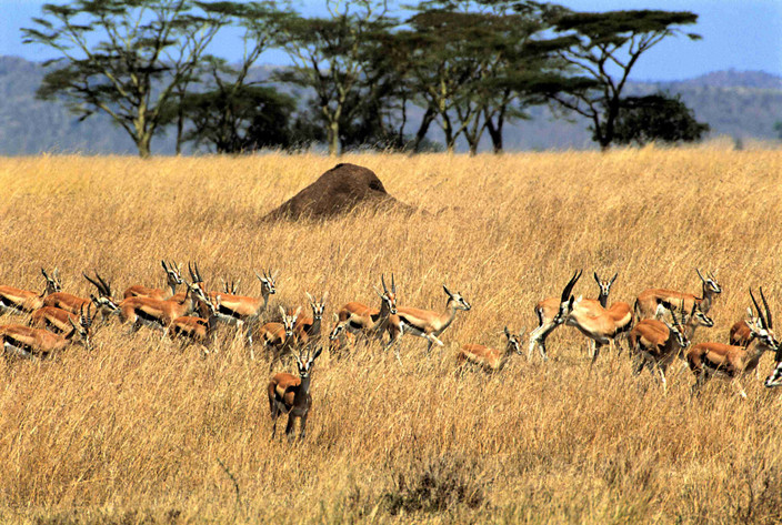 Du lac Manyara au Serengeti
