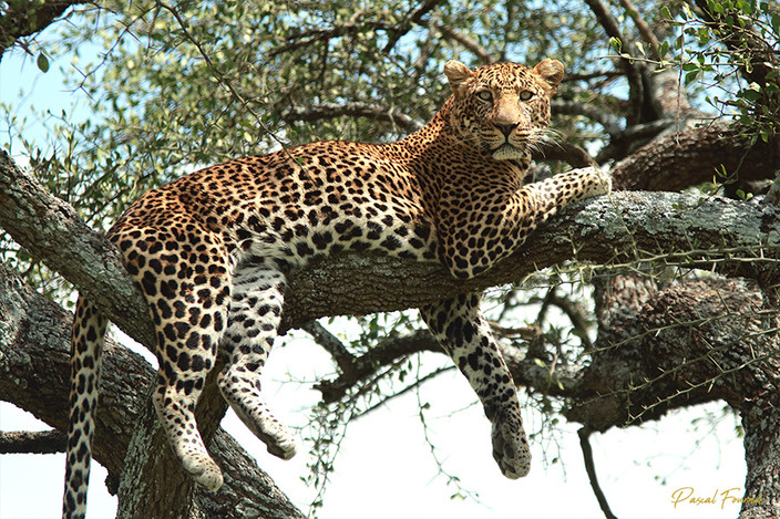 Léopard Serengeti