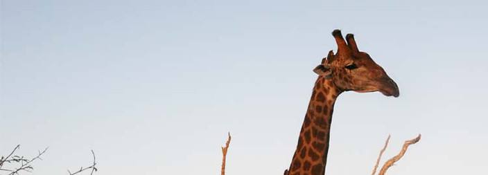 Réserve Naturelle Mlilwane - Vallée d'Ezulwini - Réserve Naturelle Mlilwane