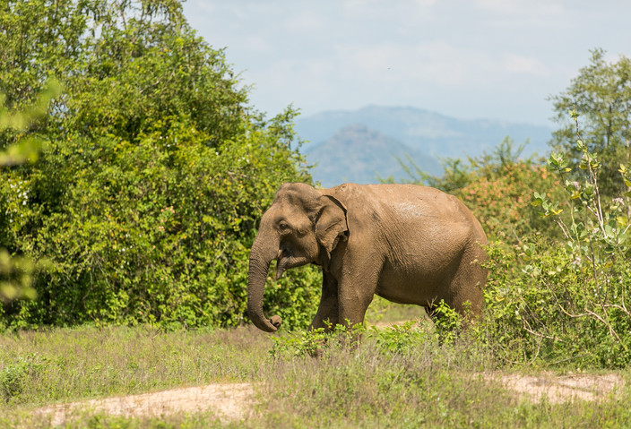 Udawalawe - Koggala - 140 kms