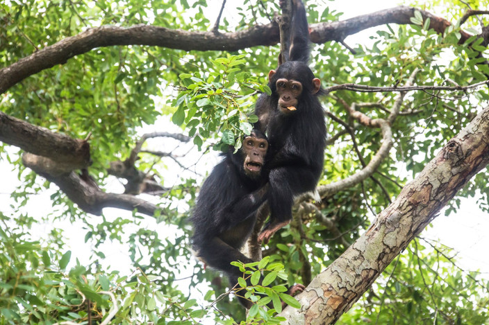 Parc national du Serengeti
