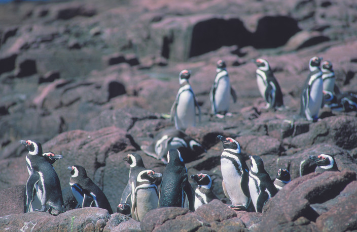 Punta tumbo et les manchots de Magellan