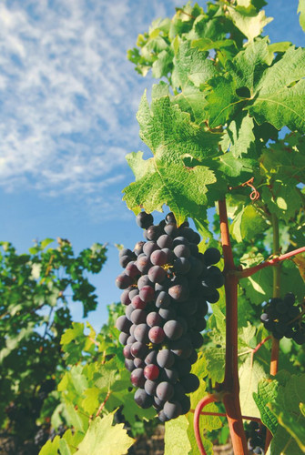 Visite des vignobles
