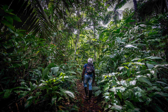 Au cœur de l'Amazonie - réserve Calanoa
