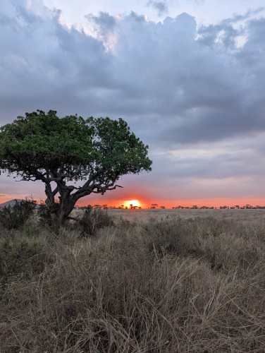 Safari im Serengeti