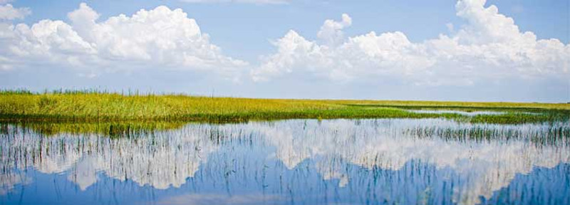 Excursion aux Everglades