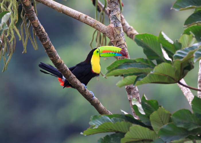 Fleuve Pacuare