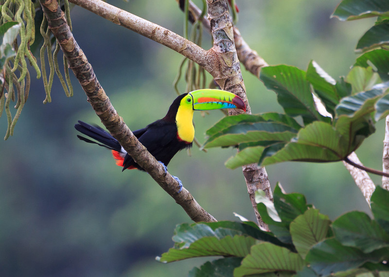 Fleuve Pacuare