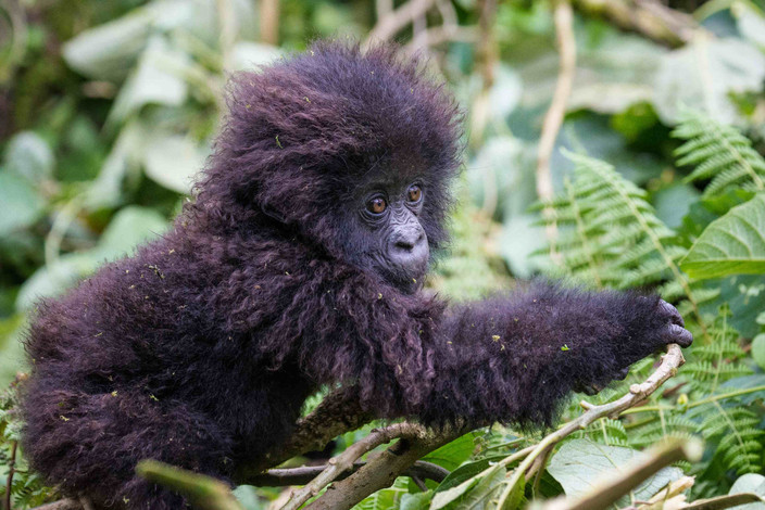 Trekking au gorille
