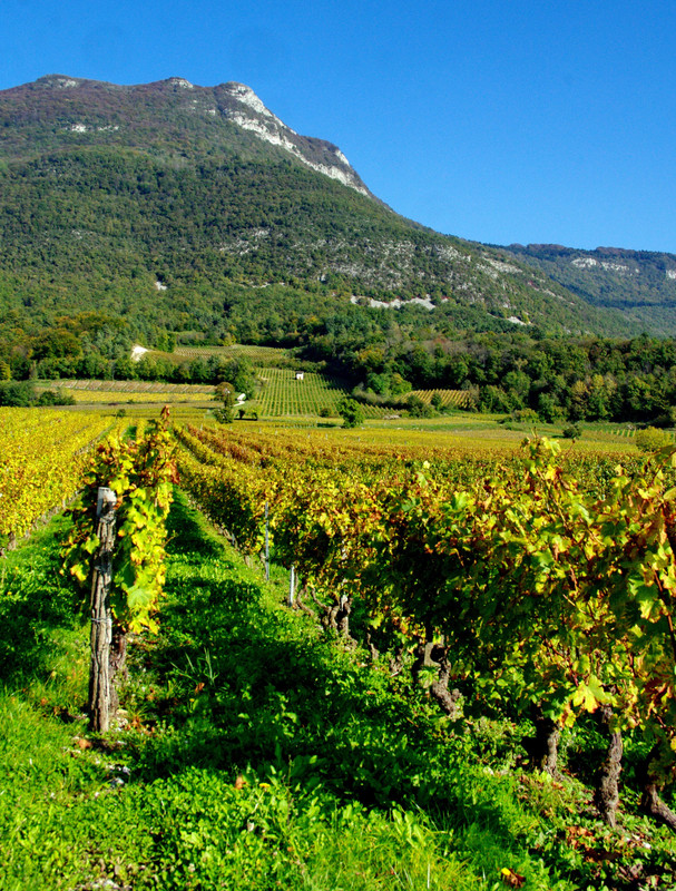 Vignobles et gastronomie