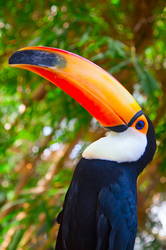 Riviere Kaka