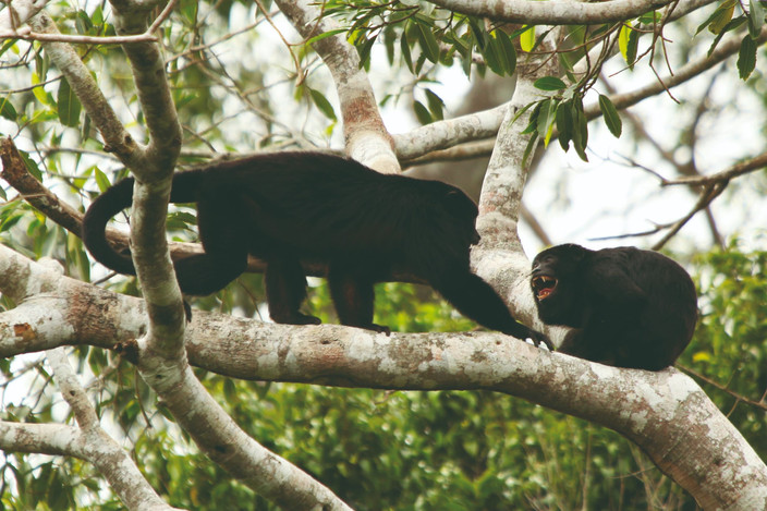 Parc Madidi