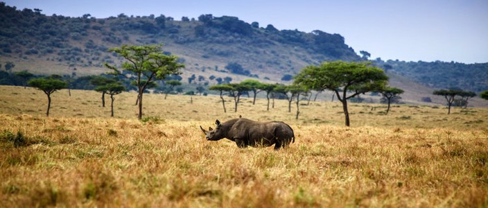 Route vers le parc national du lac Nakuru. 250 Kms - 4-5heures.