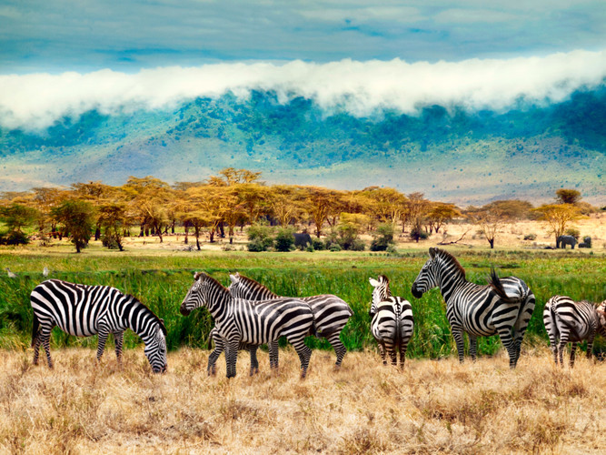 Des hauts plateaux du Karatu Ngorongoro au parc national du Serengeti