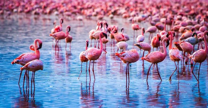 Samburu to Lake Nakuru National Park