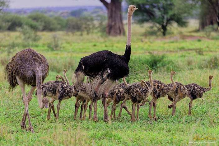 Famille d'autruches Tanrangire