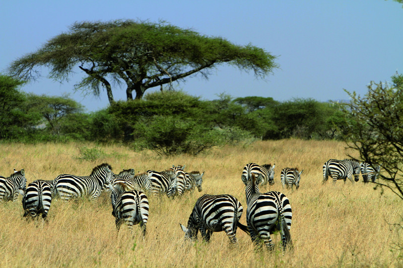 Safari complet dans le parc national du Serengeti central.