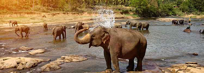 Safari à Yala