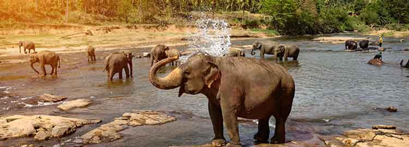 Safari à Yala