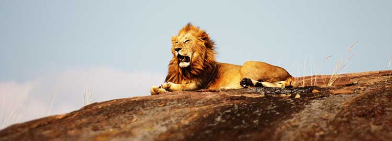Journée complète d'Arusha au cratère du Ngorongoro