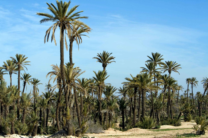 Skoura - Marrakech