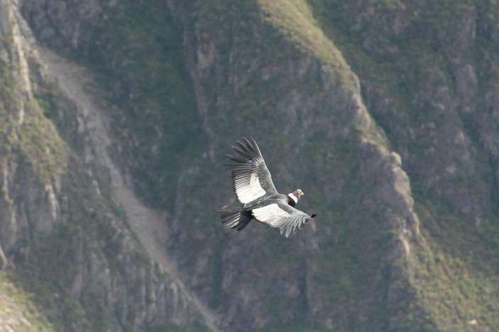 La Croix des Condors