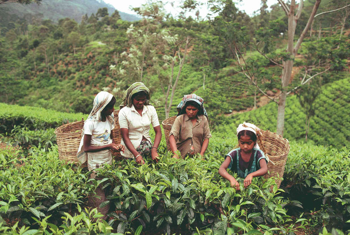 Bandarawella
