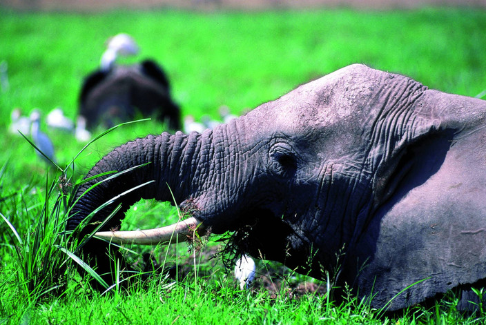 Amboseli National Park