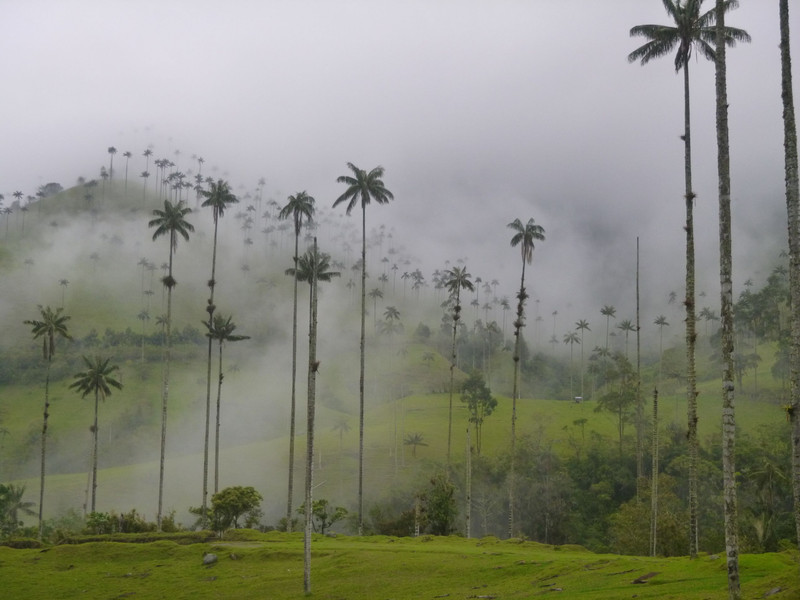 Vallée du Cocora et réserver Acaime