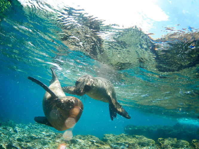 Les Galapagos, après Darwin