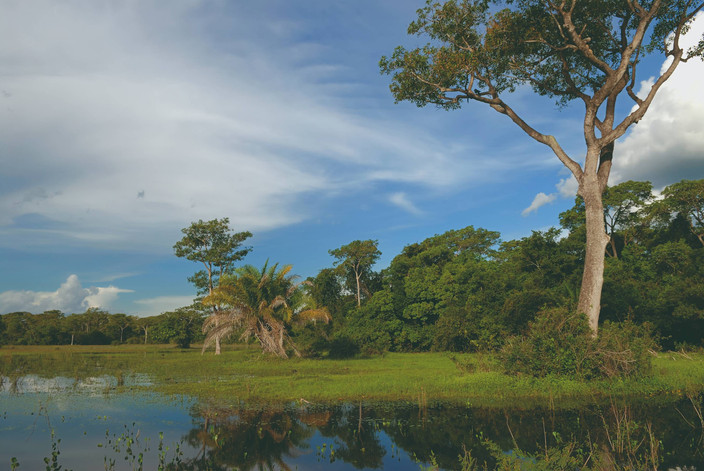 Activitées à la fazenda