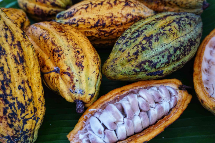 Manizales et découverte de la production du cacao