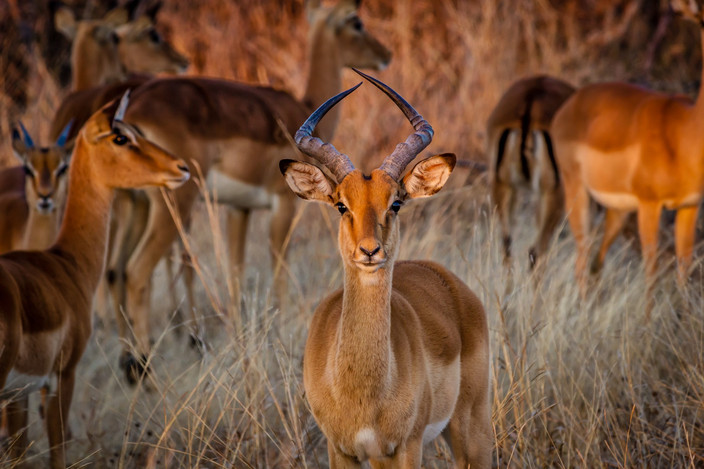 Parc national de Hwange