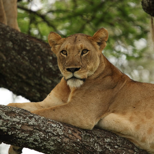 Serengeti NP - FB