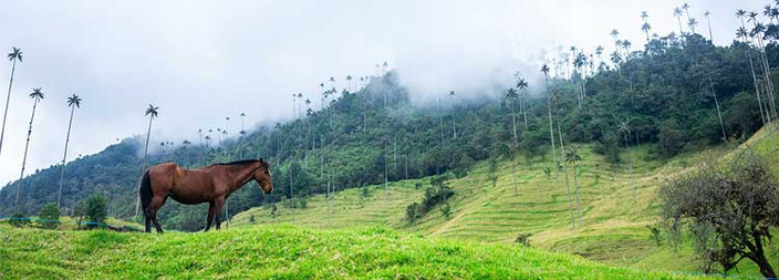Randonnée Pédestre dans la Vallée du Cocora et découverte de l'artisanat local